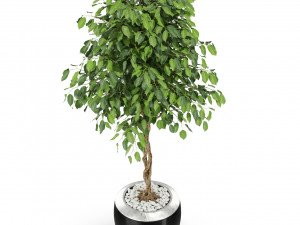 Plants collection 404 3D 模型