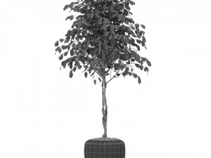 Plants collection 404 3D Model