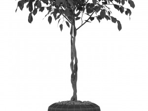 Plants collection 404 3D 模型