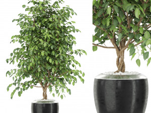 Plants collection 405 3D Model