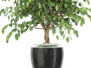 Plants collection 405 3D Model