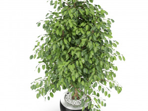 Plants collection 405 3D Model