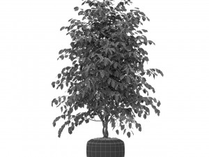 Plants collection 405 3D Model