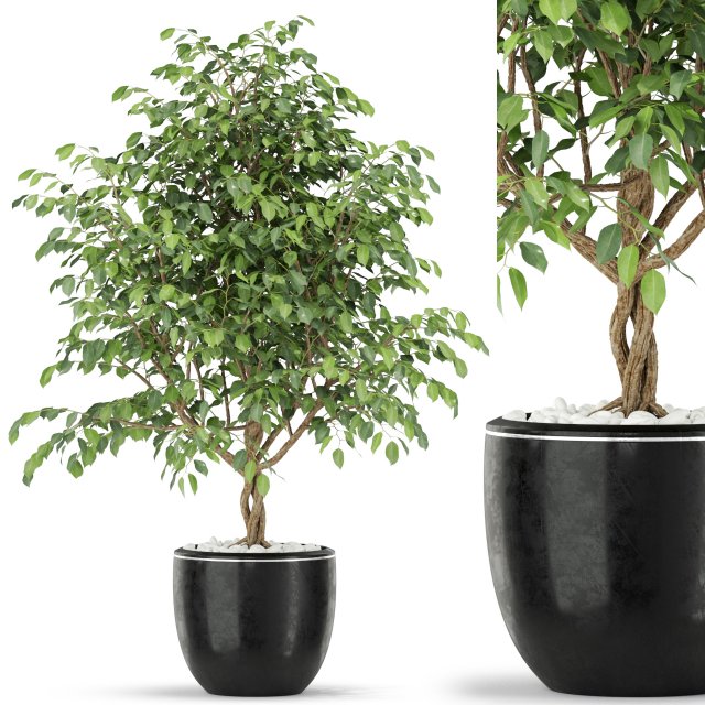 Plants collection 406 3D 모델 .c4d .max .obj .3ds .fbx .stl .blend 