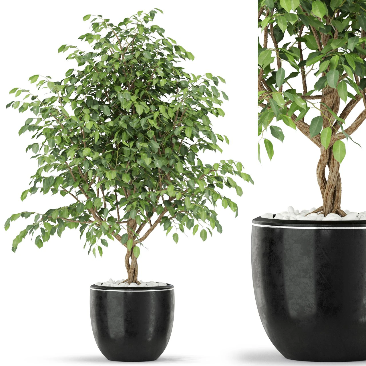 Plants collection 406 3D Model .c4d .max .obj .3ds .fbx .stl .blend 