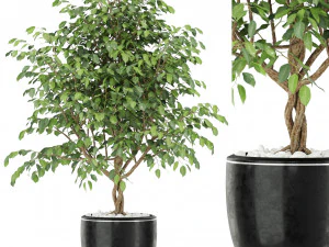 Collezione piante 406 Modello 3D