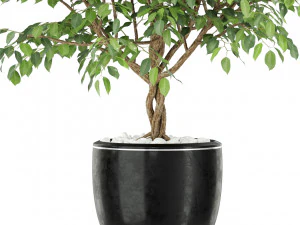 Plants collection 406 3D Model