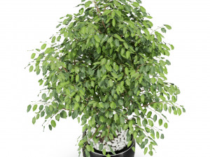 Plants collection 406 3D 모델