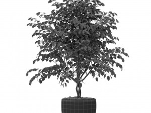 Plants collection 406 3D 모델