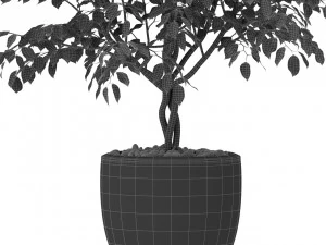 Plants collection 406 3D Model