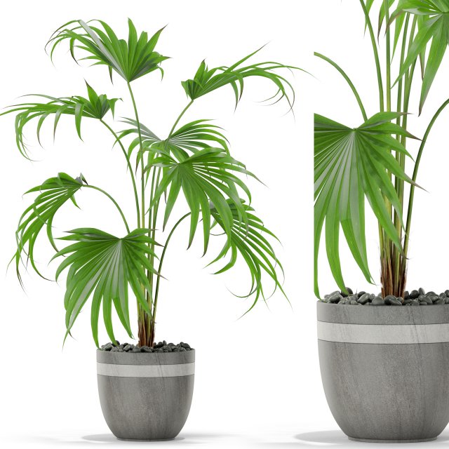 Plants collection 407 Modèle 3D .c4d .max .obj .3ds .fbx .stl .blend 