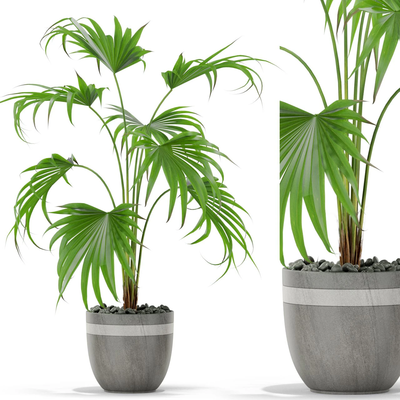 Plants collection 407 3D Model .c4d .max .obj .3ds .fbx .stl .blend 