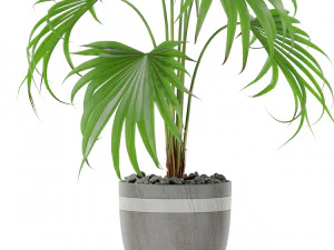 Plants collection 407 3D Model