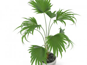 Plants collection 407 3D Model