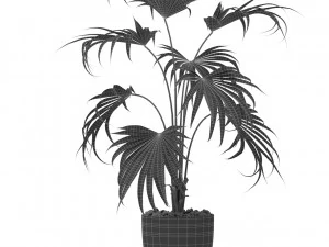 Plants collection 407 3D Model