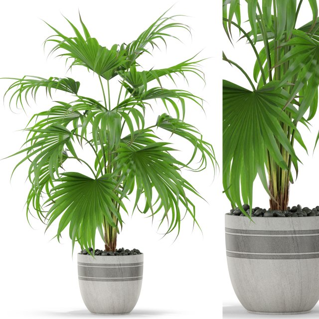 Plants collection 408 Modello 3D .c4d .max .obj .3ds .fbx .stl .blend
