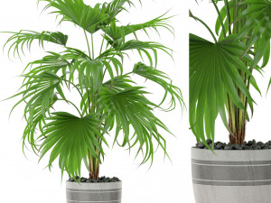 Plants collection 408 3D मॉडल