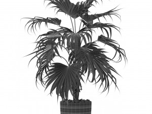 Plants collection 408 Modello 3D