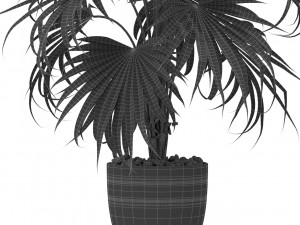 Plants collection 408 Modello 3D