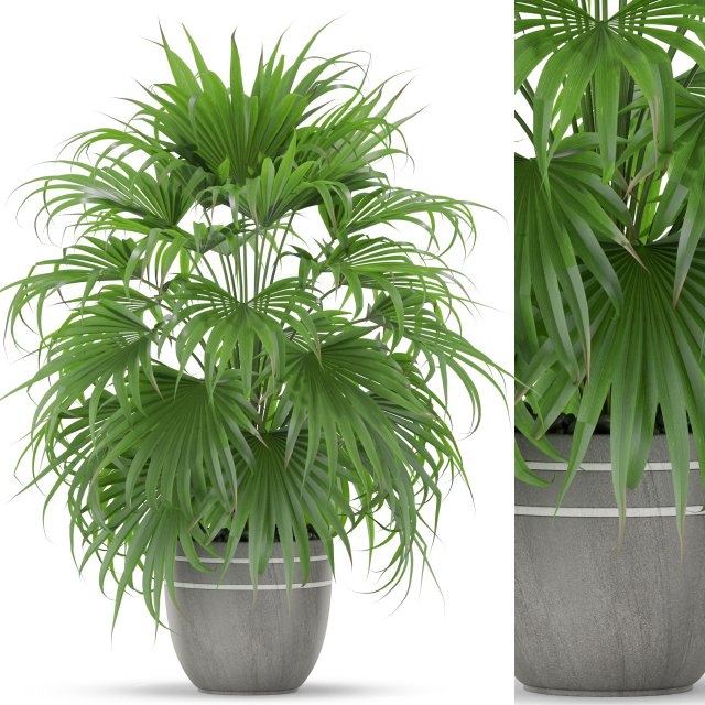 Plants collection 409 3D Модель .c4d .max .obj .3ds .fbx .stl .blend 