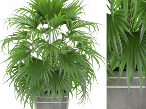 Plants collection 409 3Dモデル