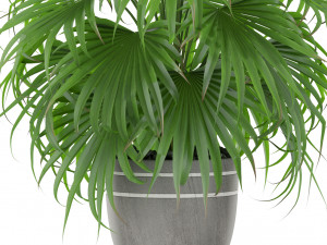 Plants collection 409 3D Модель