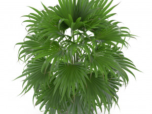 Plants collection 409 3D Модель