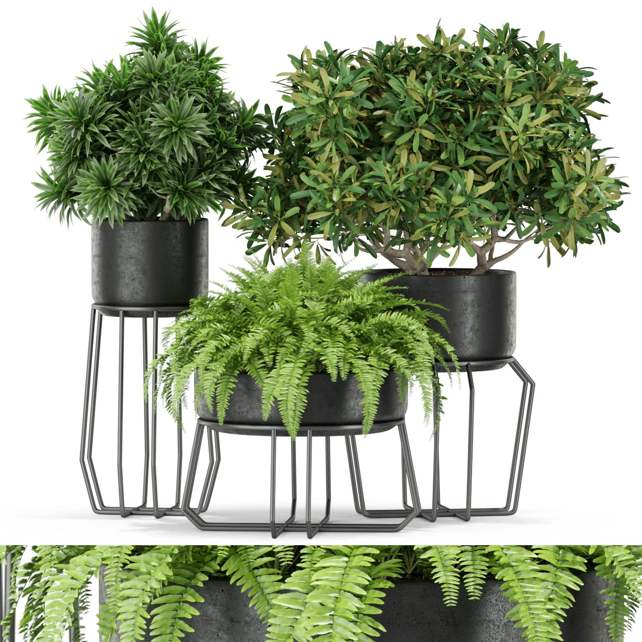 Plants collection 410 3D Model .c4d .max .obj .3ds .fbx .stl .blend 