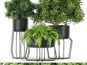 Коллекция растений 410 3D Модель