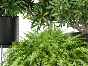 Plants collection 410 3D Model