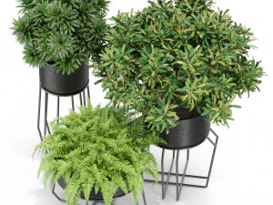 Plants collection 410 3D Model
