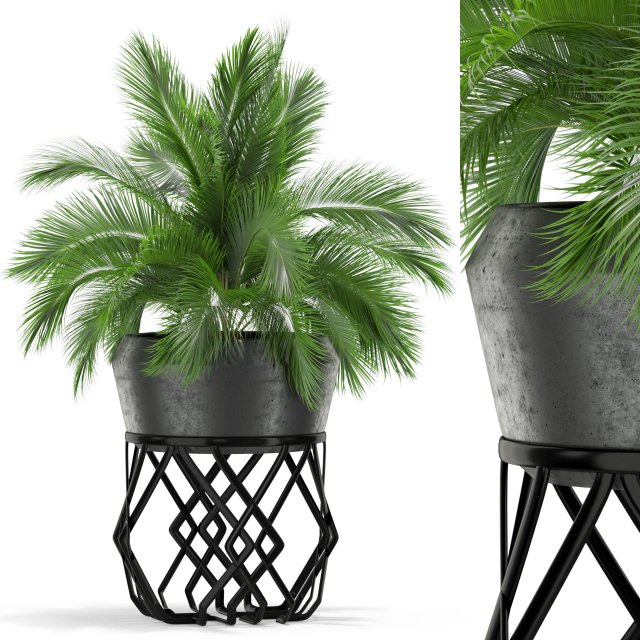 Plants collection 411 Modelo 3D .c4d .max .obj .3ds .fbx .stl .blend 