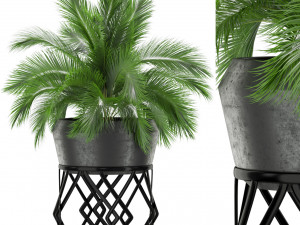 Plants collection 411 3D Model