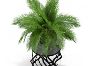 Plants collection 411 3D Model