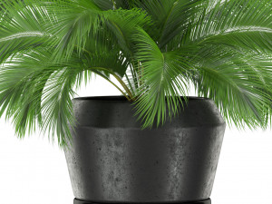 Plants collection 412 3D 模型