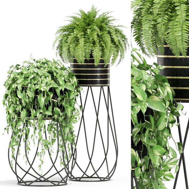 Plants collection 414 3D Model .c4d .max .obj .3ds .fbx .stl .blend