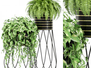 Collezione piante 414 Modello 3D