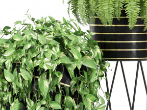 Plants collection 414 3D Model