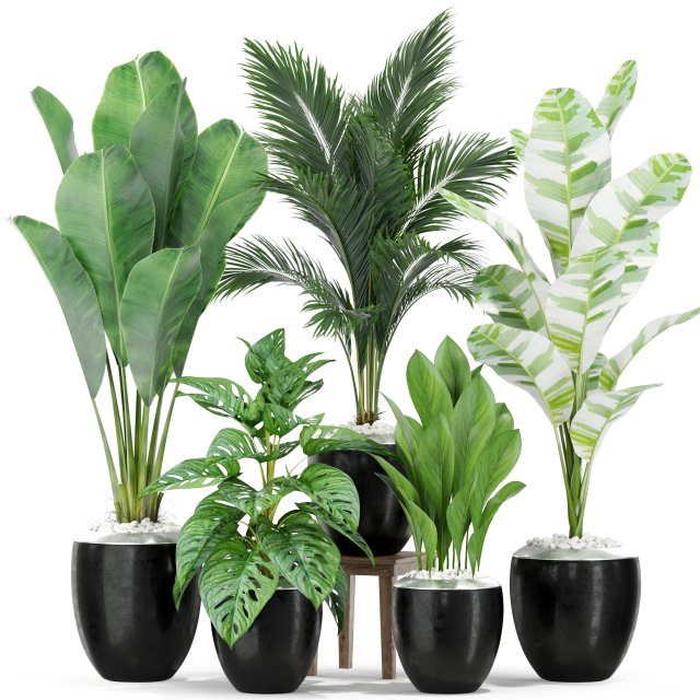 Plants collection 415 3Dモデル .c4d .max .obj .3ds .fbx .stl .blend 