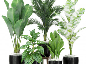 Plants collection 415 3D Model