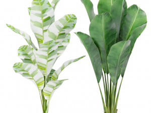 Plants collection 415 3Dモデル