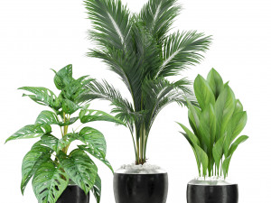 Plants collection 415 3Dモデル