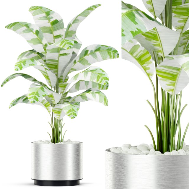 Plants collection 416 3D-Modell .c4d .max .obj .3ds .fbx .stl .blend 