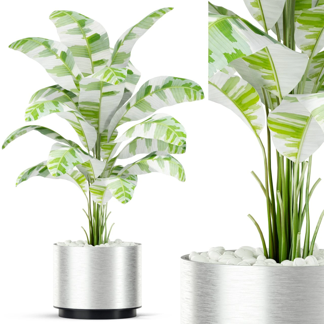 Plants collection 416 3D Model .c4d .max .obj .3ds .fbx .stl .blend 
