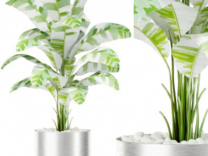 Plants collection 416 3Dモデル