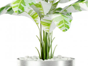 Plants collection 416 3D Model