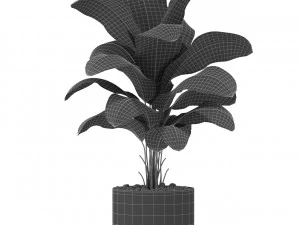 Plants collection 416 3D Model