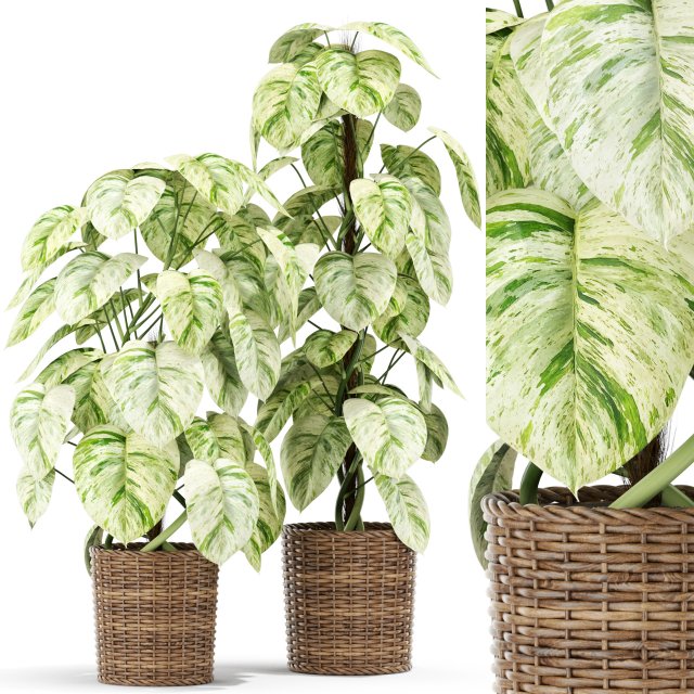 Plants collection 417 3D मॉडल .c4d .max .obj .3ds .fbx .stl .blend 