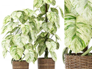 Kolekcja roślin 417 Model 3D