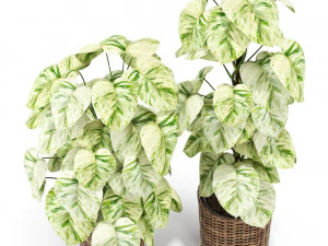 Plants collection 417 3D Model